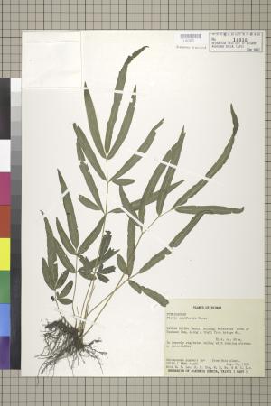 <a href="https://brmas.openmuseum.tw/muse/digi_object/ca8dd76fc221678534414fee75871a8f" target="_blank">箭葉鳳尾蕨／中央研究院生物多樣性研究博物館植物標本館 (HAST)</a>
