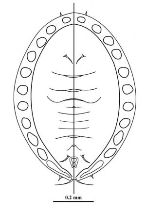 Lipaleyrodes breyniae  (Singh, 1931)