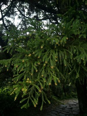 <a href="https://taieol.tw/muse/digi_object/9b2ac25c280c889b5c2609f8202cd7d8" target="_blank">柳杉／By：shuduan／iNaturalist</a>