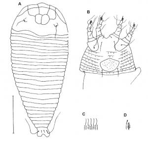 Colopodacus toddalius Huang, 2001