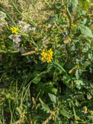 <a href="https://taieol.tw/muse/digi_object/fd8154b77a7234a6760eee4a6410f56c" target="_blank">蕓薹／By：lecanorchis／iNaturalist</a>