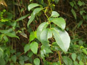 <a href="https://taieol.tw/muse/digi_object/ae30c87d8a2d6db85c64c6cb77c8ddb4" target="_blank">鴨腱藤／By：forestmimi／iNaturalist</a>