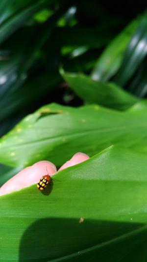 <a href="https://taieol.tw/muse/digi_object/ab57a3868e7e9008f168ac70f5574878" target="_blank">Cryptocephalus luteosignatus／By：stevenson1002／iNaturalist</a>