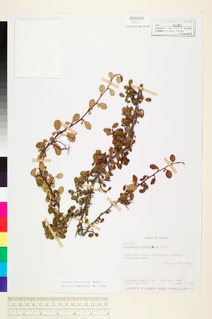 <a href="https://brmas.openmuseum.tw/muse/digi_object/cac9648b20ab6fb9d62b34faa11a7c62" target="_blank">矮生栒子／中央研究院生物多樣性研究博物館植物標本館 (HAST)</a>