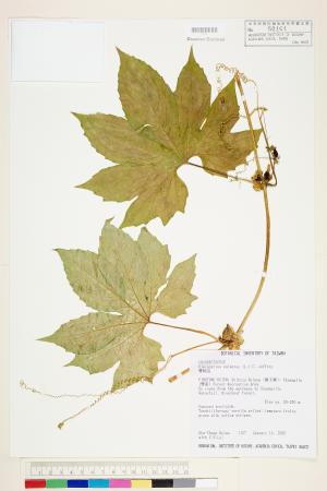 <a href="https://brmas.openmuseum.tw/muse/digi_object/cacb06cf479d5544175e14dc033547a1" target="_blank">雙輪瓜／中央研究院生物多樣性研究博物館植物標本館 (HAST)</a>
