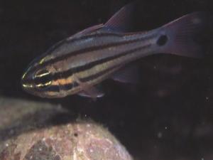 <a href="https://fishdb.sinica.edu.tw/muse/digi_object/a9b66610681f8c2ef5c88720e91a13a5" target="_blank">Ostorhinchus doederleini@fishdb-media-8811／何素琴</a>