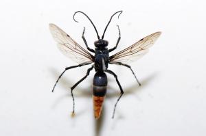 Pompilidae sp._陽明山 5