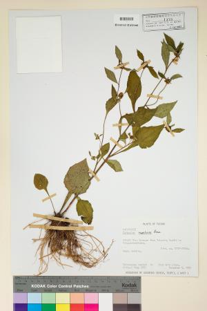 <a href="https://brmas.openmuseum.tw/muse/digi_object/cb1674fe52769fb4d9cbeeddb8b78e0f" target="_blank">黃金珠／中央研究院生物多樣性研究博物館植物標本館 (HAST)</a>