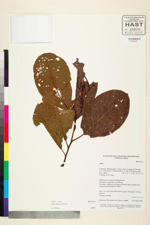 <a href="https://brmas.openmuseum.tw/muse/digi_object/cb3515a338fb98483a61e2e0fd50238e" target="_blank">尼泊爾赤楊／中央研究院生物多樣性研究博物館植物標本館 (HAST)</a>
