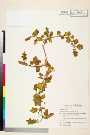 <a href="https://brmas.openmuseum.tw/muse/digi_object/cb3a1b68733fd21ee1c6ca9ad041b5ac" target="_blank">印度茄(南天茄)／中央研究院生物多樣性研究博物館植物標本館 (HAST)</a>