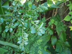 <a href="https://taieol.tw/muse/digi_object/dbbc7fb9e7211d1ae3351963d3a4e59a" target="_blank">椬梧／By：leaf0605／iNaturalist</a>