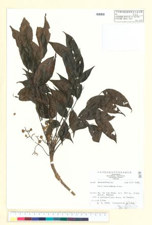 <a href="https://brmas.openmuseum.tw/muse/digi_object/cb77ef107c4d13a9baad4b58b0ed6db7" target="_blank">木蠟樹／中央研究院生物多樣性研究博物館植物標本館 (HAST)</a>