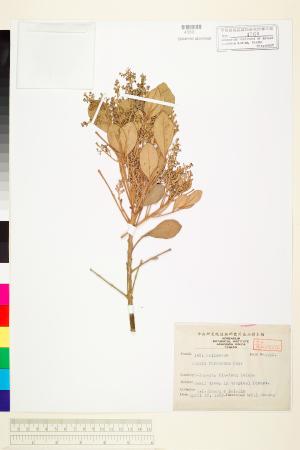 <a href="https://brmas.openmuseum.tw/muse/digi_object/cb93c002c79731051eac76bd2495665c" target="_blank">紅柴／中央研究院生物多樣性研究博物館植物標本館 (HAST)</a>