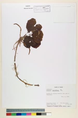 <a href="https://brmas.openmuseum.tw/muse/digi_object/cba452754e4e7ade8ca30eb36f82c2e4" target="_blank">款冬屬／中央研究院生物多樣性研究博物館植物標本館 (HAST)</a>
