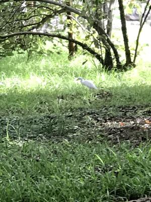 <a href="https://taieol.tw/muse/digi_object/c7f6b0c58df728b47b8bc33168ff7a47" target="_blank">黃頭鷺／By：kellyshu／iNaturalist</a>