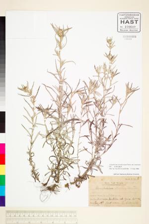 <a href="https://brmas.openmuseum.tw/muse/digi_object/cbdca7fb99d76c9c991e0037e0caec65" target="_blank">分枝鼠麴草／中央研究院生物多樣性研究博物館植物標本館 (HAST)</a>