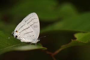<a href="https://taieol.tw/muse/digi_object/f79e3b4de40df486d6fdf72c2fd3bf28" target="_blank">朗灰蝶／By：林家弘／臺灣物種名錄(TaiCOL)</a>