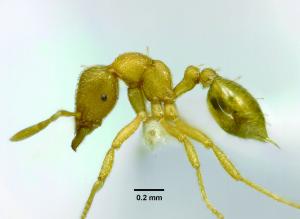 短角瘤家蟻
