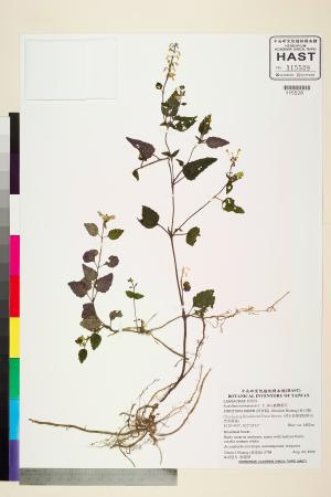 <a href="https://brmas.openmuseum.tw/muse/digi_object/cbf21cce1beed22437c08b7859a17eed" target="_blank">臺灣黃芩／中央研究院生物多樣性研究博物館植物標本館 (HAST)</a>