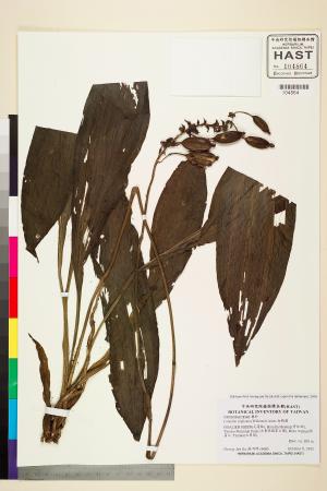 <a href="https://brmas.openmuseum.tw/muse/digi_object/cc03cff7659e1e8173bd4514f7667ec5" target="_blank">白鶴蘭／中央研究院生物多樣性研究博物館植物標本館 (HAST)</a>