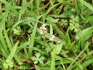 <a href="https://taieol.tw/muse/digi_object/d57973052014d4599c0ba16ce8135a04" target="_blank">綬草／By：vole／iNaturalist</a>