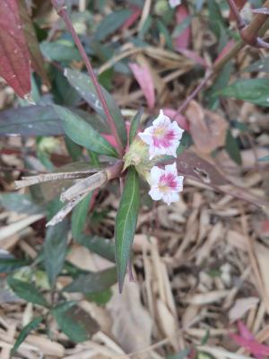 <a href="https://taieol.tw/muse/digi_object/59e1444f220ac982df6f77dd18a15aea" target="_blank">易生木／By：emily_huang／iNaturalist</a>