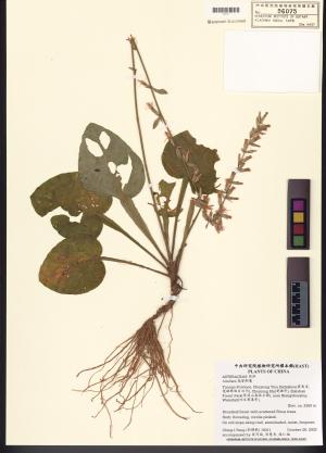 <a href="https://brmas.openmuseum.tw/muse/digi_object/cc60658b8f6131d5fdfcad86b271d974" target="_blank">鬼督郵屬／中央研究院生物多樣性研究博物館植物標本館 (HAST)</a>