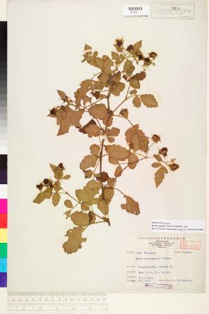 <a href="https://brmas.openmuseum.tw/muse/digi_object/cca6e4b62d0353c22ef19ed6b6382945" target="_blank">刺莓／中央研究院生物多樣性研究博物館植物標本館 (HAST)</a>