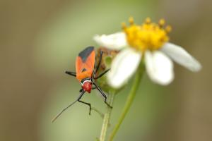 <a href="https://taieol.tw/muse/digi_object/5d5e1bb99cffce26083e5ab5ad146921" target="_blank">聯斑棉紅蝽／By：fish2bug／iNaturalist</a>