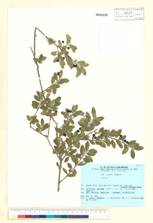 <a href="https://brmas.openmuseum.tw/muse/digi_object/ccb4c7211fd2ab197e0e88c27b9eecb2" target="_blank">假黃楊／中央研究院生物多樣性研究博物館植物標本館 (HAST)</a>