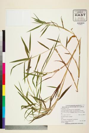 <a href="https://brmas.openmuseum.tw/muse/digi_object/ccb8a355b789511acf5d0611b0437e8a" target="_blank">細柄草／中央研究院生物多樣性研究博物館植物標本館 (HAST)</a>