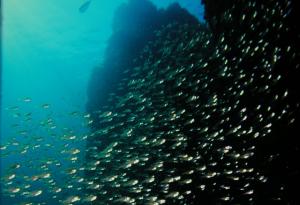 <a href="https://fishdb.sinica.edu.tw/muse/digi_object/c53d589189611fe40d4c15df00794690" target="_blank">Rhabdamia gracilis@fishdb-media-2879／郭道仁</a>