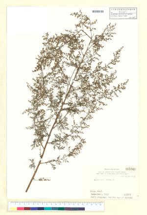 <a href="https://brmas.openmuseum.tw/muse/digi_object/ccca8636b106b5e6a7bcfb8954843f4c" target="_blank">黃花蒿／中央研究院生物多樣性研究博物館植物標本館 (HAST)</a>