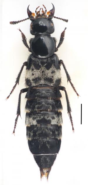 <a href="https://taieol.tw/muse/digi_object/d041853a29603f398d1c3f72672941fe" target="_blank">Creophilus maxillosus／By：胡芳碩／胡芳碩</a>