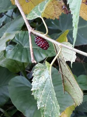 <a href="https://taieol.tw/muse/digi_object/9ea9906a81401906791d9fd2d5cdde9f" target="_blank">桑／By：chen_z／iNaturalist</a>