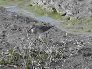 <a href="https://taieol.tw/muse/digi_object/aa43354fa04564aa292ff1db8ff96b6e" target="_blank">鷹斑鷸／By：jipusen／iNaturalist</a>