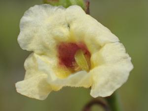 <a href="https://taieol.tw/muse/digi_object/de64ee486be97774e37ea8d87676e694" target="_blank">胡麻草／By：leaf0605／iNaturalist</a>