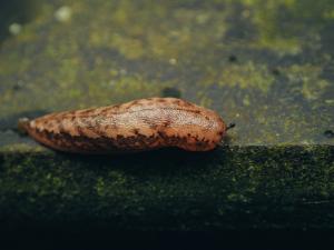 <a href="https://taieol.tw/muse/digi_object/4ede2509bd43f9e3f87cefdb66d79cb0" target="_blank">山蛞蝓／By：bgg-huang／iNaturalist</a>
