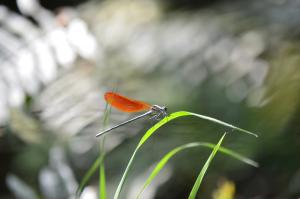 <a href="https://taieol.tw/muse/digi_object/938e676290f1022daecef3f8131a8846" target="_blank">細胸珈蟌／By：aru／iNaturalist</a>