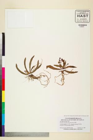 <a href="https://brmas.openmuseum.tw/muse/digi_object/cd48d3b747f21284064032240d7a429e" target="_blank">香蘭／中央研究院生物多樣性研究博物館植物標本館 (HAST)</a>