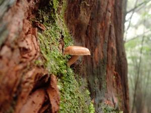 Neolentinus adhaerens(黏新香菇)