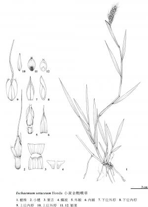 <a href="https://taieol.tw/muse/digi_object/34a4199286b5f605681968b3b54ef8bd" target="_blank">小黃金鴨嘴草／By：金門植物誌／金門國家公園管理處</a>