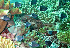 <a href="https://fishdb.sinica.edu.tw/muse/digi_object/fdfc5213881f559ce0372d57efb21af0" target="_blank">Chromis margaritifer@fishdb-media-2847／陳靜怡</a>