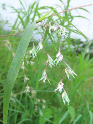 <a href="https://taieol.tw/muse/digi_object/ed22139dfef097e8c99a8d2d1087c49b" target="_blank">水蔗草／By：chiuluan／iNaturalist</a>