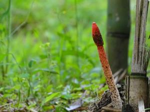 <a href="https://taieol.tw/muse/digi_object/7b8900af5b8c19d18c7ace011dcbab66" target="_blank">細皺鬼筆／By：leaf0605／iNaturalist</a>