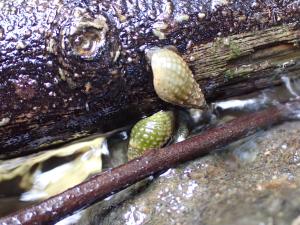 <a href="https://taieol.tw/muse/digi_object/6756064c7fb8c708207dc3e594036869" target="_blank">瘤蜷／By：jentyi／iNaturalist</a>