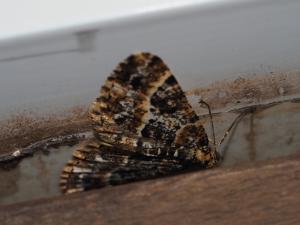 <a href="https://taieol.tw/muse/digi_object/0e43f0c3b79c0bf6debab2945e336bd2" target="_blank">Harutalcis fumigata／By：max822／iNaturalist</a>
