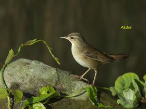 <a href="https://taieol.tw/muse/digi_object/1e51218f237f8a3f861355d6e874499b" target="_blank">北蝗鶯／By：張俊德／臺灣物種名錄(TaiCOL)</a>