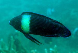 <a href="https://fishdb.sinica.edu.tw/muse/digi_object/3474cb1d76b18f45b301ebcd8d9c5faf" target="_blank">Labrichthys unilineatus@fishdb-media-13010／蔡正一</a>
