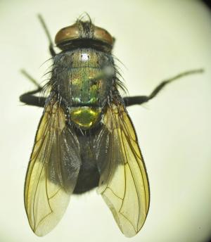 Isomyia pseudolucilia dorsal